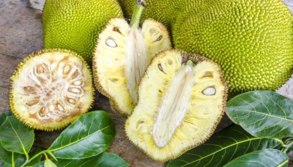 Cross-section ripe fruit of giant Jack-fruit.