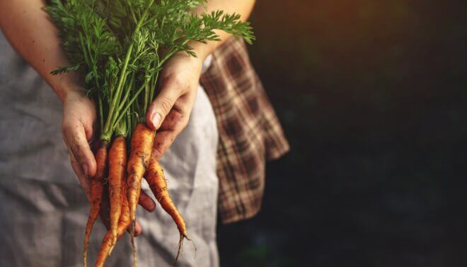 farmer picking carrots